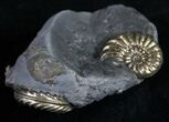 Double Pyritized Pleuroceras Ammonite - Germany #9040-1